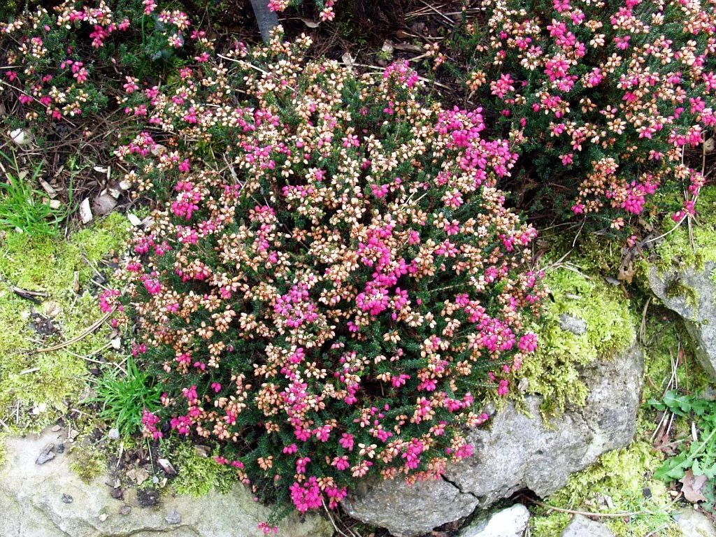 Erica cinerea at Botanischen Garten Duisburg-Hamborn, Germany