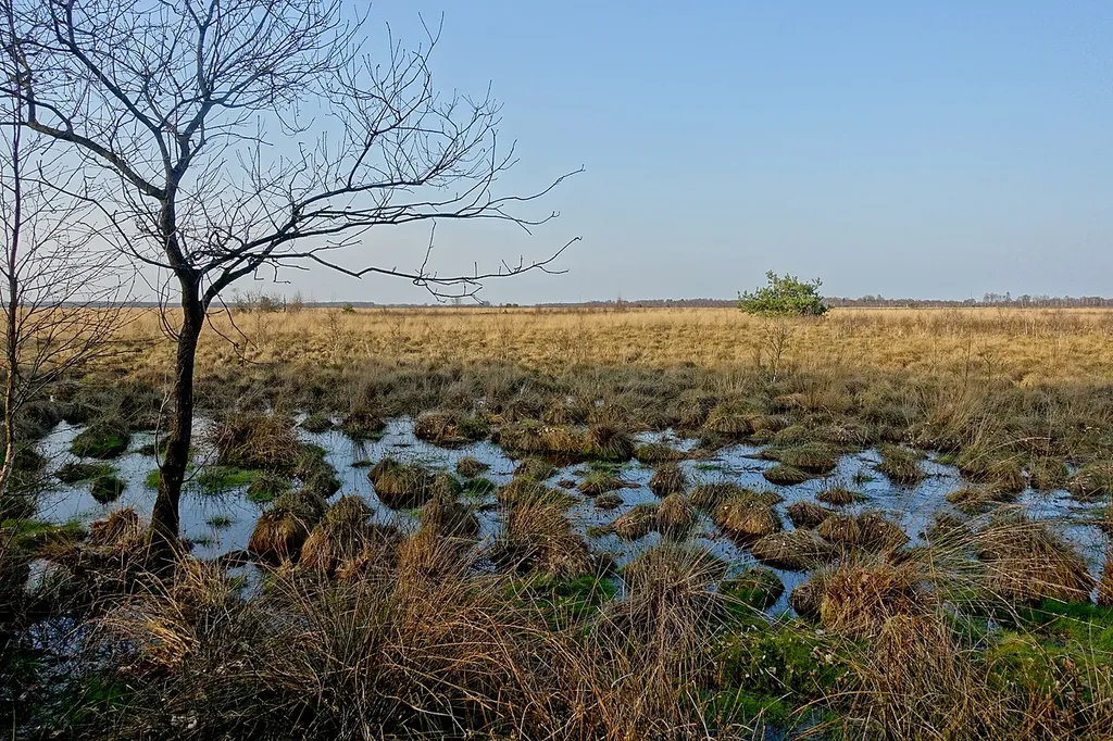 Oppenweher Moorlandschaft