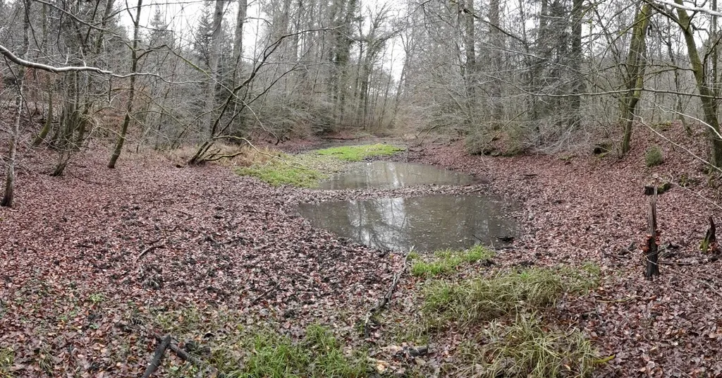 Feuchtgebiet im Schweizerbachtal