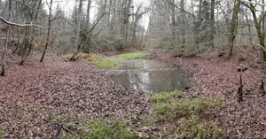 Feuchtgebiet im Schweizerbachtal