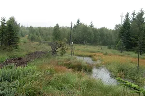 Georgenfelder Hochmoor