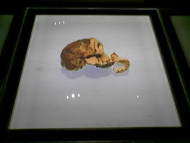 Taung