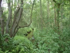Geestmoor-Klosterbachtal