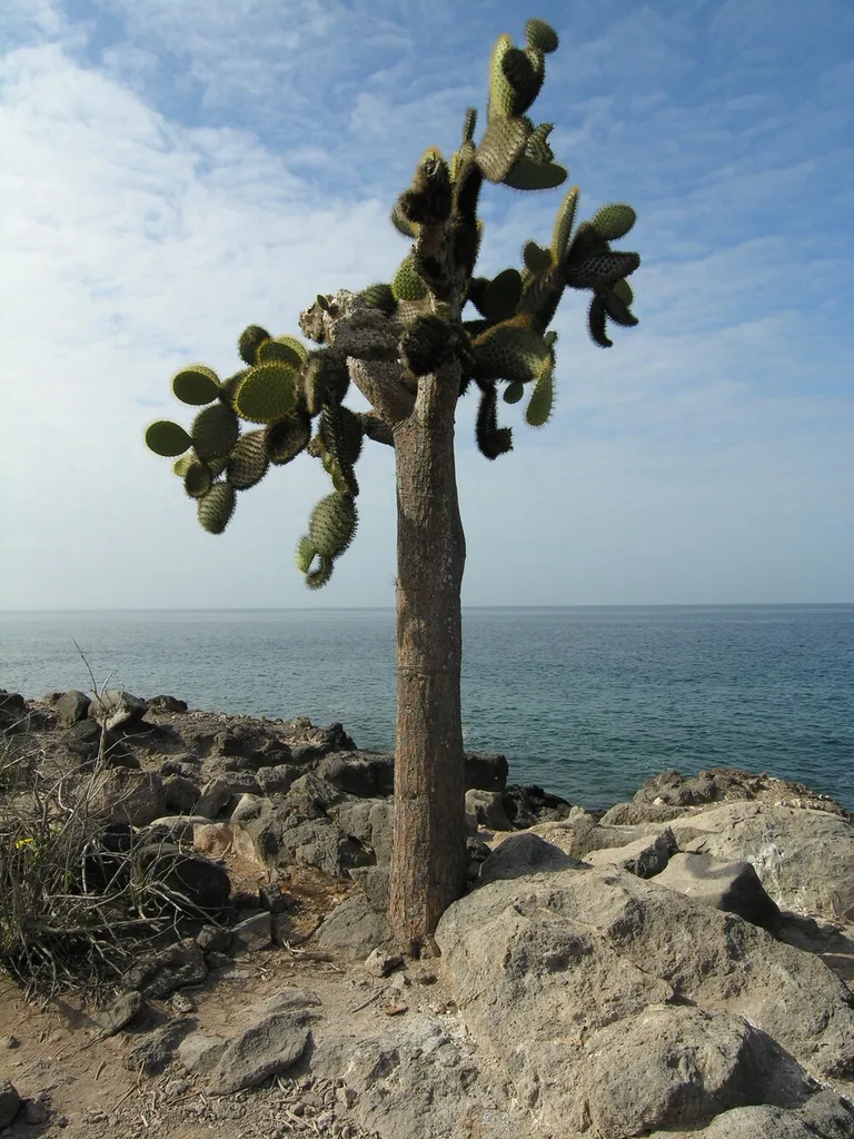 Ein Baum