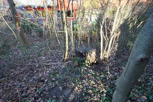 Esche im Kirchengemeindegarten