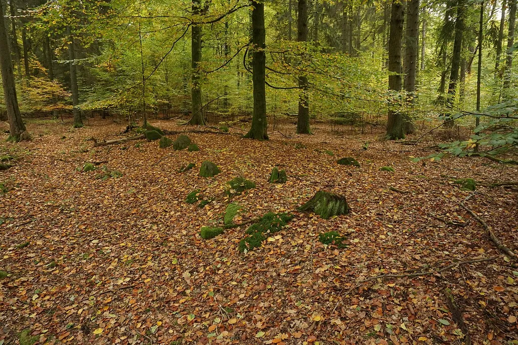 Hünenbett Alter Hau 1 (Sprockhoff 289) im Sachsenwald bei Hamburg.