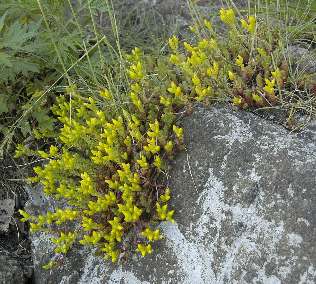 Sedum acre on a rock, in Røyken, Norway