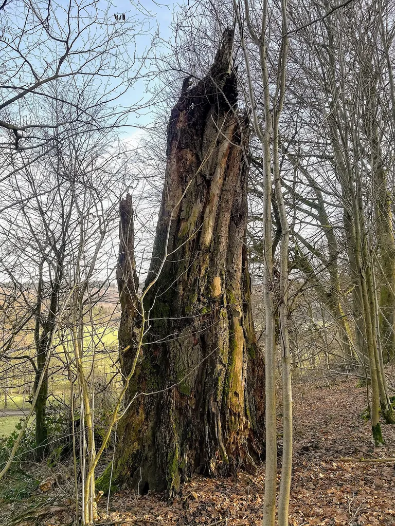 Baumstumpf vom Naturdenkmal, Buche südwestlich von der Kirchenruine Malliehagen gelegen, Solling im Landkreis Northeim.
