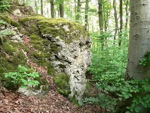 Burg Hallermund