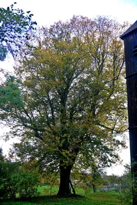 Naturdenkmal Sommerlinde (Tilia platyphyllos) westlich der Kirche in Kalkwitz