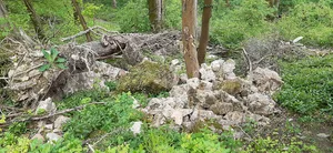 Burg Waldeck