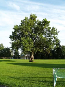 Oak in Orissaare stadium