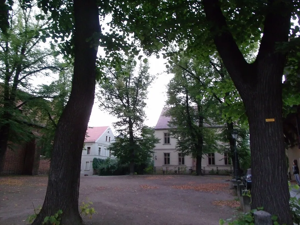 Unter Naturschutz stehende Sommerlinden, Klosterplatz, Cottbus (ND 57)