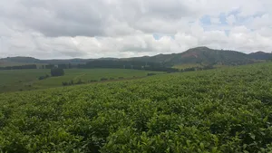 Mambilla Plateau