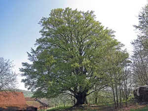 Hannesebuche