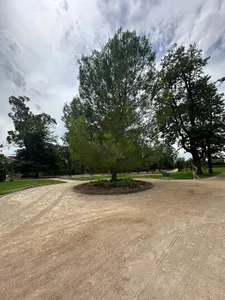 Churchill Memorial Tree