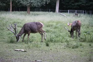 Tierpark Oberwald