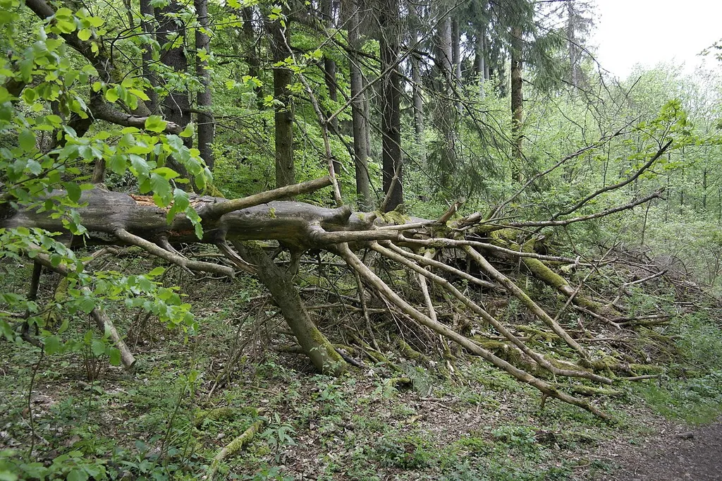 (NSG:HE-1631003)_Milseburg. Hessische Rhön-Milseburg (835m) gehört zu den grössten und wichtigsten vorgeschichtlicher Besiedlung Osthessens. Die ersten Besiedlung ist aus der Zeit 1200 bis 800 vor Christus belegt.