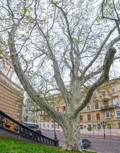 London Plane near the Odesa Opera