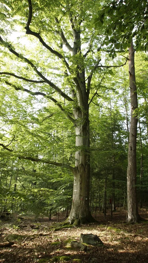 Naturdenkmal Oberösterreich ND583 5 Rotbuchen beim Grünwald