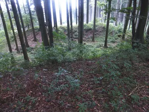 Wallburg Haunsberg