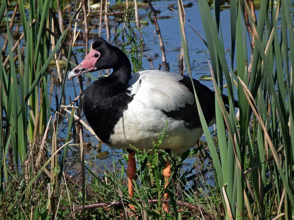 Hasties Swamp National Park
