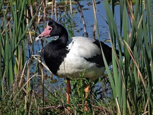 Hasties Swamp National Park