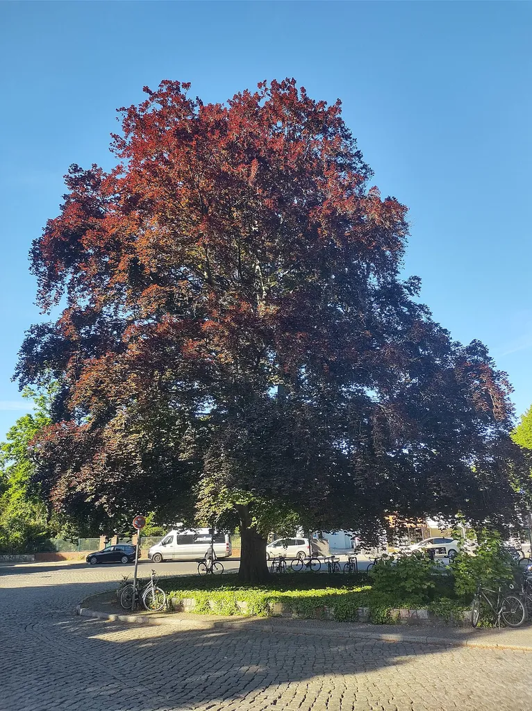 Gewöhnliche Buche - Rot-Buche Bahnhofplatz Hermsdorf, gegenüber Schlossstraße 18, nördlicher Baum