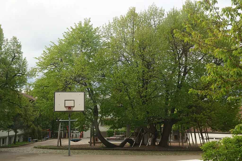 Ansichten von der Klostergartenschule Sindelfingen. Naturdenkmal 2 Linden bei der Klostergartenschule. Die Aufnahme erfolgte von außen durch die Glasscheibe.