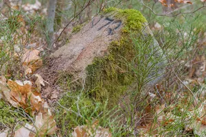 Grenzstein Fürther Stadtwald in Fürth