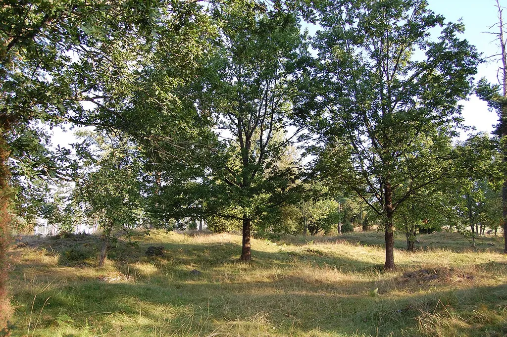 Gräberfeld von Uppkåra