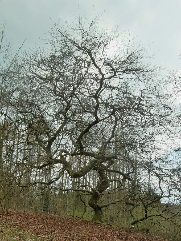 Süntel (Landkreis Schaumburg)