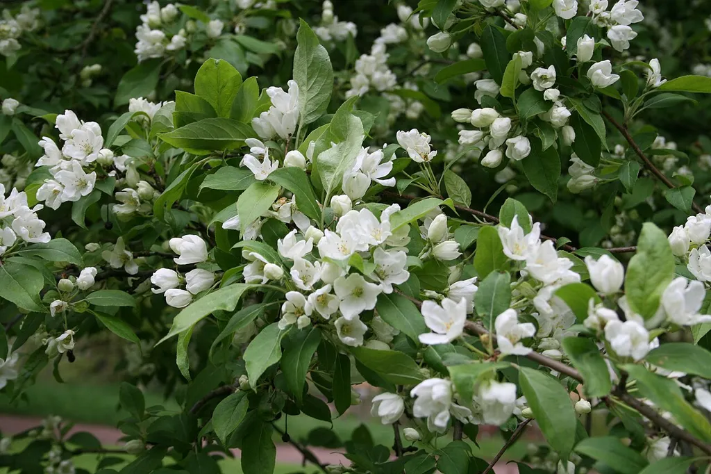 Malus baccata var. baccata