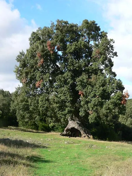Three-Legged Spanish Oak of Mendaza