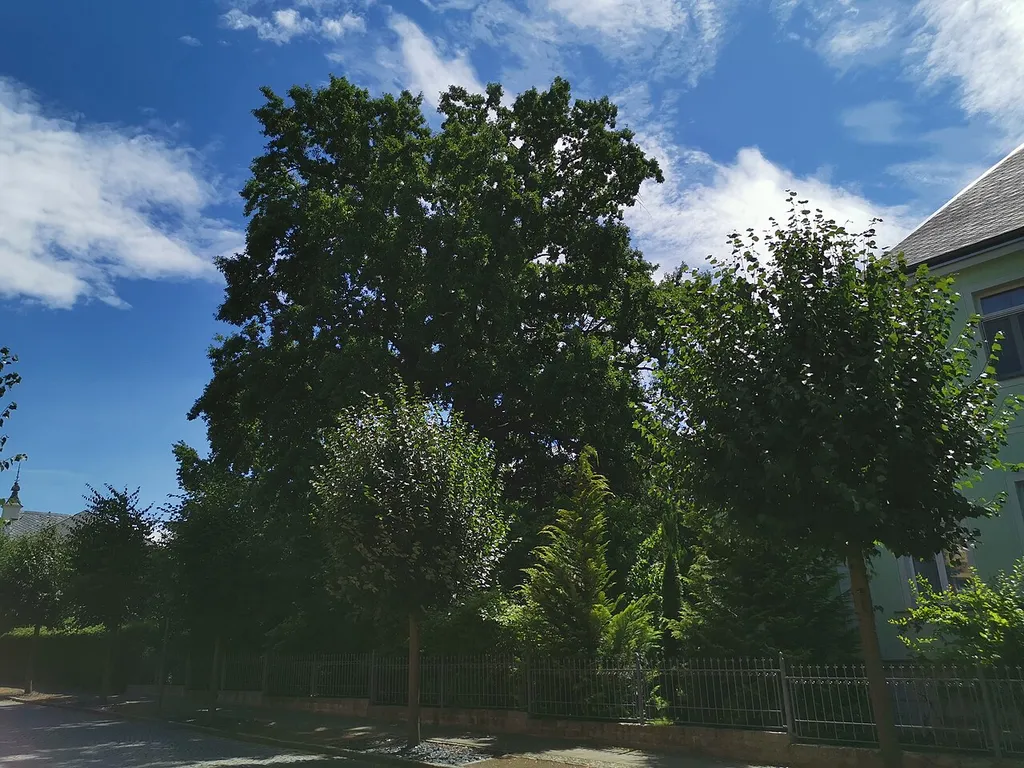 Naturdenkmal Stieleiche Bahnhofstraße im Pfarrgarten
