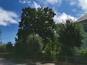 Naturdenkmal Stieleiche Bahnhofstraße im Pfarrgarten
