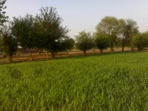 Bhawana