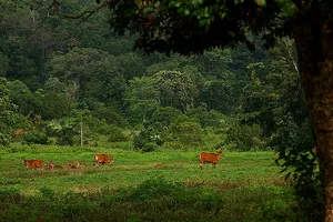 Alas Purwo National Park