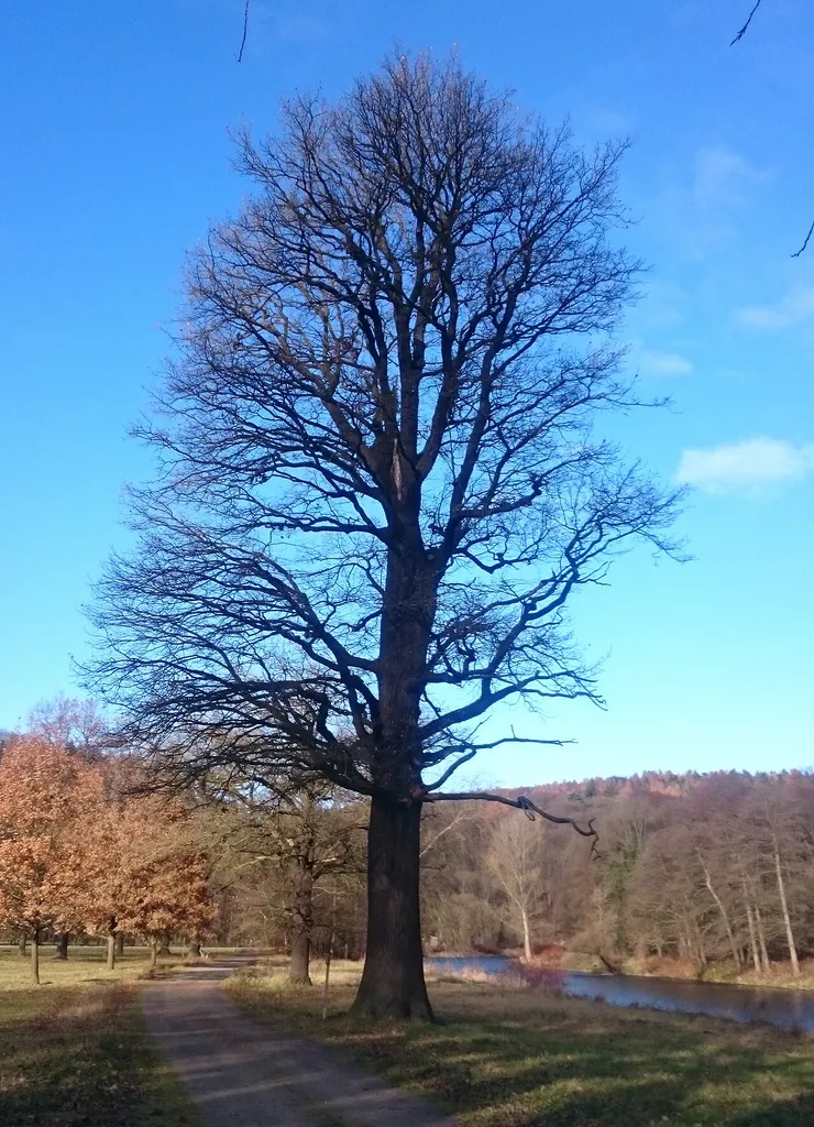 Stiel-Eiche bei Wechselburg, Naturdenkmal Nr. 103 im Landkreis Mittelsachsen