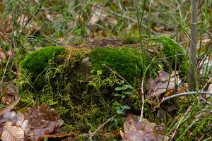Grenzstein Fürther Stadtwald in Fürth
