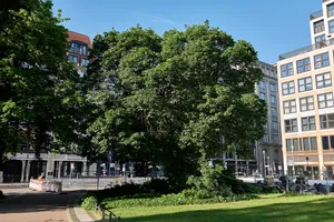 Bosnischer Ahorn Gendarmenmarkt, südwestlich des Deutschen Doms, Ecke Charlottenstraße
