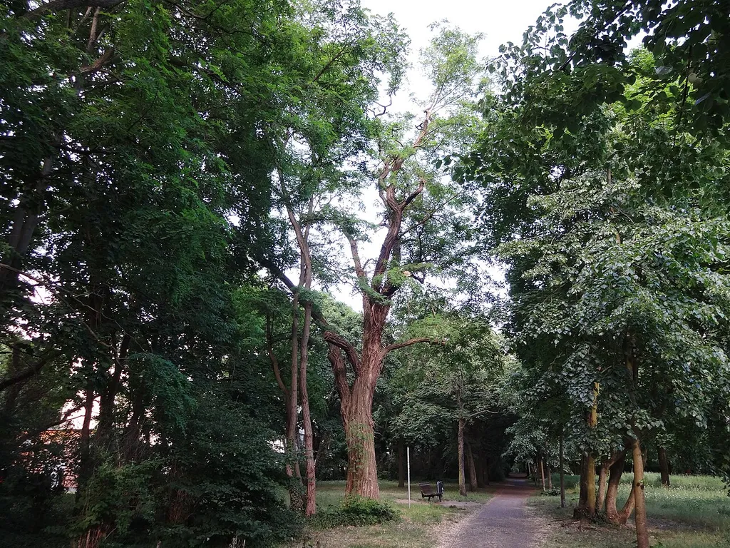 Schein-Akazie