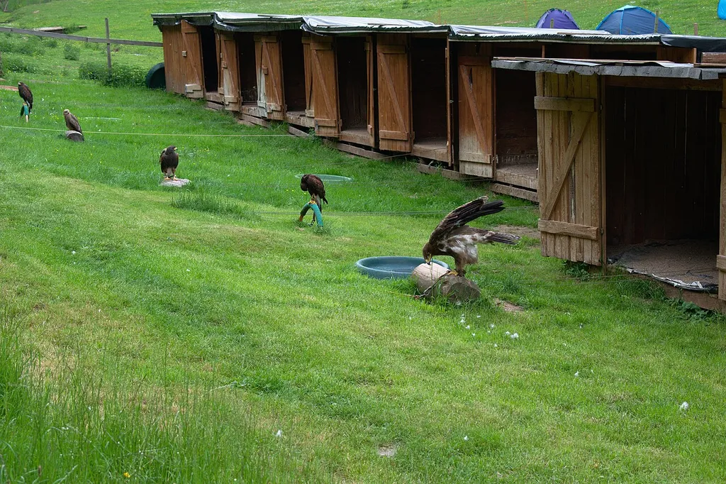 Mehrere Greifvögel im Greifvogelpark Saarburg. Der Vordeste von ihnen ist ein Steppenadler (Aquila nipalensis).