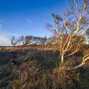 Ängelholms strandskog
