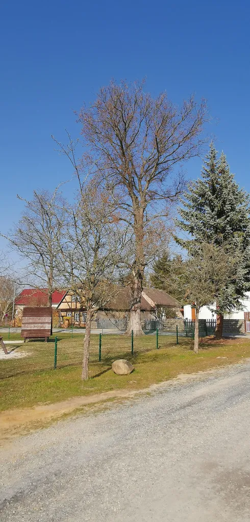 Als Naturdenkmal geschützte Bergulme am Kinderspielplatz in Dreska, Hohenleipisch