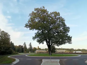 Naturdenkmal Eiche im Kreisverkehr Jeserig/Fläming/Bahnhof Wiesenburg