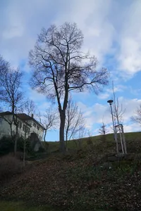 Spitzahorn im Kirchengemeindegarten