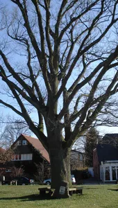 Wilhelmseiche