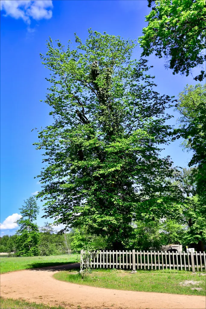Naturdenkmal Schlitzblättrige Gemeine Hainbuche