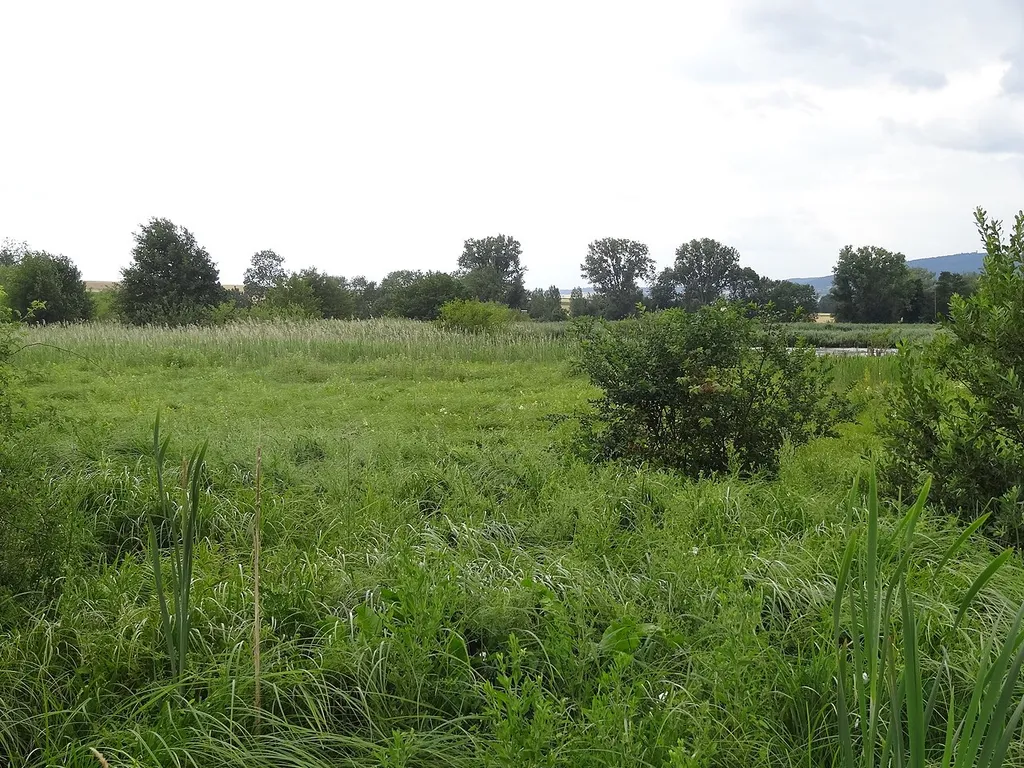 Naturschutzgebiet Klosterwiesen von Rockenberg